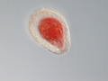 Collection Penard MHNG Specimen 427-1-1 Gromia brunneri