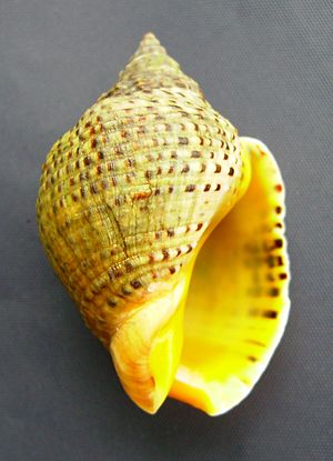 Archivo:Cominella adspersa (speckled whelk) underside