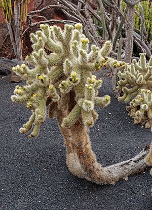 Archivo:Cylindropuntia bigelovii 01