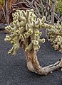 Cylindropuntia bigelovii 01