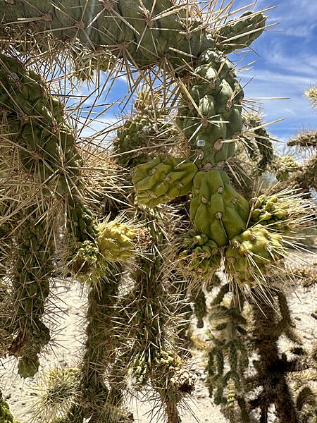 Cylindropuntia munzii 2