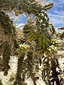 Cylindropuntia munzii 2