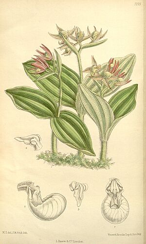 Archivo:Cypripedium fasciculatum