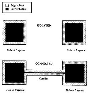 Archivo:Diagrama representativo de dos fragmentos aislados contrastado con dos fragmentos conectados por un corredor biológico