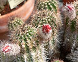 Echinocereus polyacanthus ssp huitcholensis 1.jpg