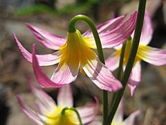 Erythronium purpurascens 02.jpg