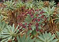 Euphorbia atropurpurea kz02