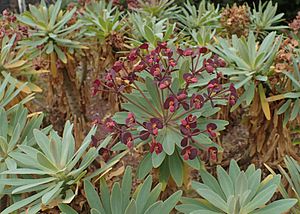 Archivo:Euphorbia atropurpurea kz02