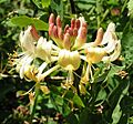 European honeysuckle 800