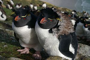 Archivo:Falkland Islands Penguins 81