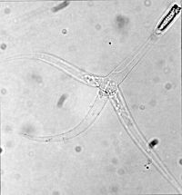 Fdl17-9-grey.jpg