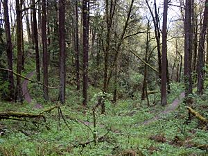Forest park wildwood trail lazy bend P3861.jpeg