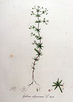 Archivo:Galium uliginosum — Flora Batava — Volume v9
