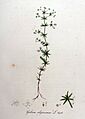 Galium uliginosum — Flora Batava — Volume v9