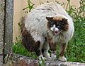 Gato enervado pola presencia dun can