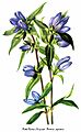 Gentiana saponaria, by Mary Vaux Walcott