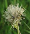 Hypochaeris radicata RF