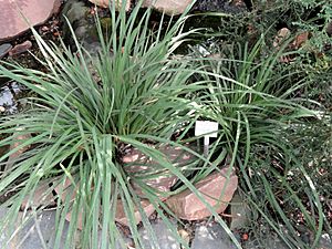 Archivo:Libertia chilensis - Palmengarten Frankfurt - DSC01930