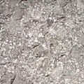 Limestone with fossils01