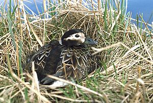 Archivo:Long-tailed Duck on nest