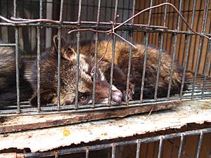 Archivo:Luwak (civet cat) in cage