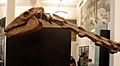 Macrauchenia patachonica skull