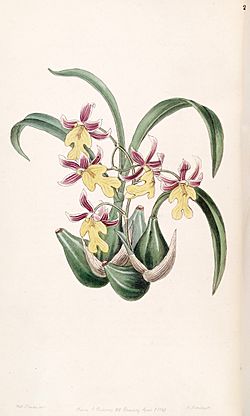 Mexicoa ghiesbreghtiana (as Odontoglossum warneri var. purpuratum) - Edwards vol 33 (NS 10) pl 20 (1847).jpg