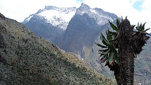 Archivo:Mt.Speke2008