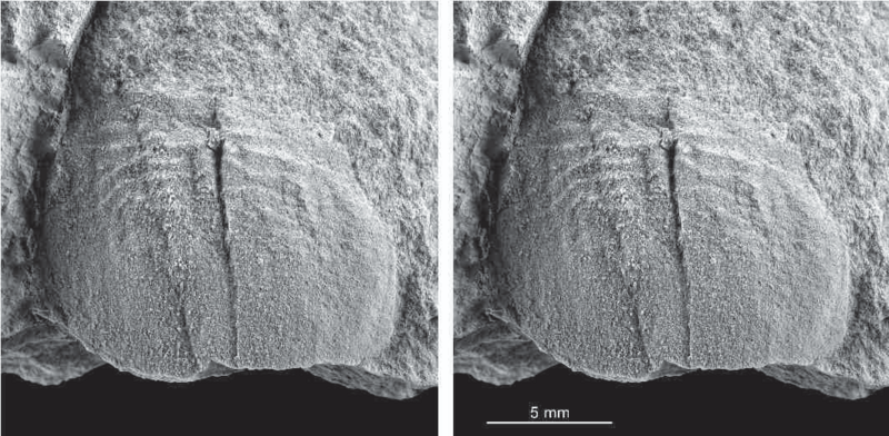 Naraoia sp. MPZ 2018 29