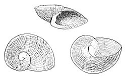 Neoplanorbis tantillus shell.jpg