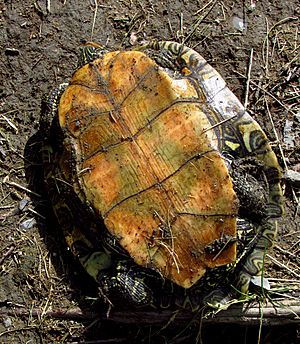 Archivo:Northern Map Turtle, plastron