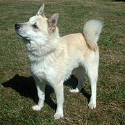 Norwegian Buhund 600