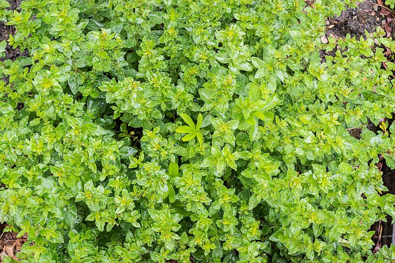 Origanum vulgare in Cardaillac (1)