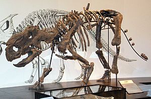 Archivo:Pachyrhinosaurus Royal Tyrell