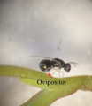 Parasite160063-fig2 - Leptocybe invasa, female