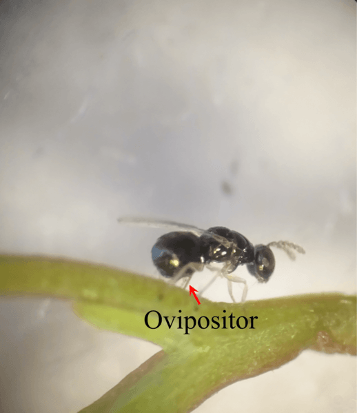 Parasite160063-fig2 - Leptocybe invasa, female