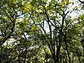 Parque San Javier-Vegetación3
