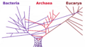 PhylogeneticTree horizontal transfers