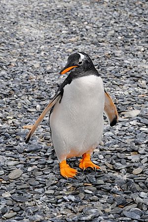 Archivo:Pingüino Papúa