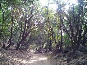 Pirque, Chile - panoramio (8).jpg