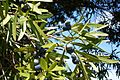 Podocarpus elatus foliage & cones