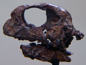 Archivo:Psittacosaurus mongoliensis juvenile