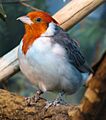 Red Crested Cardinal 001