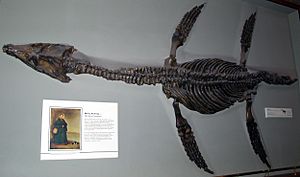 Archivo:Rhomaleosaurus cramptoni (fossil)