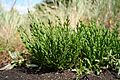Salicornia europaea MS 0802