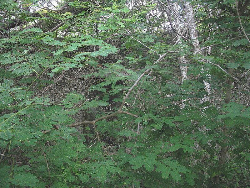 San Isidro (Mérida), Yucatán (02)