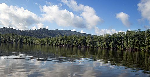 Archivo:Sierpe river mangroves Costa Rica