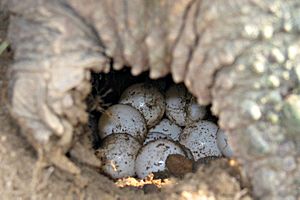 Archivo:Snapping turtle eggs md