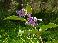 Solanum vespertilio (flowers).jpg