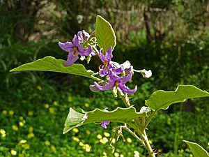 Archivo:Solanum vespertilio (flowers)